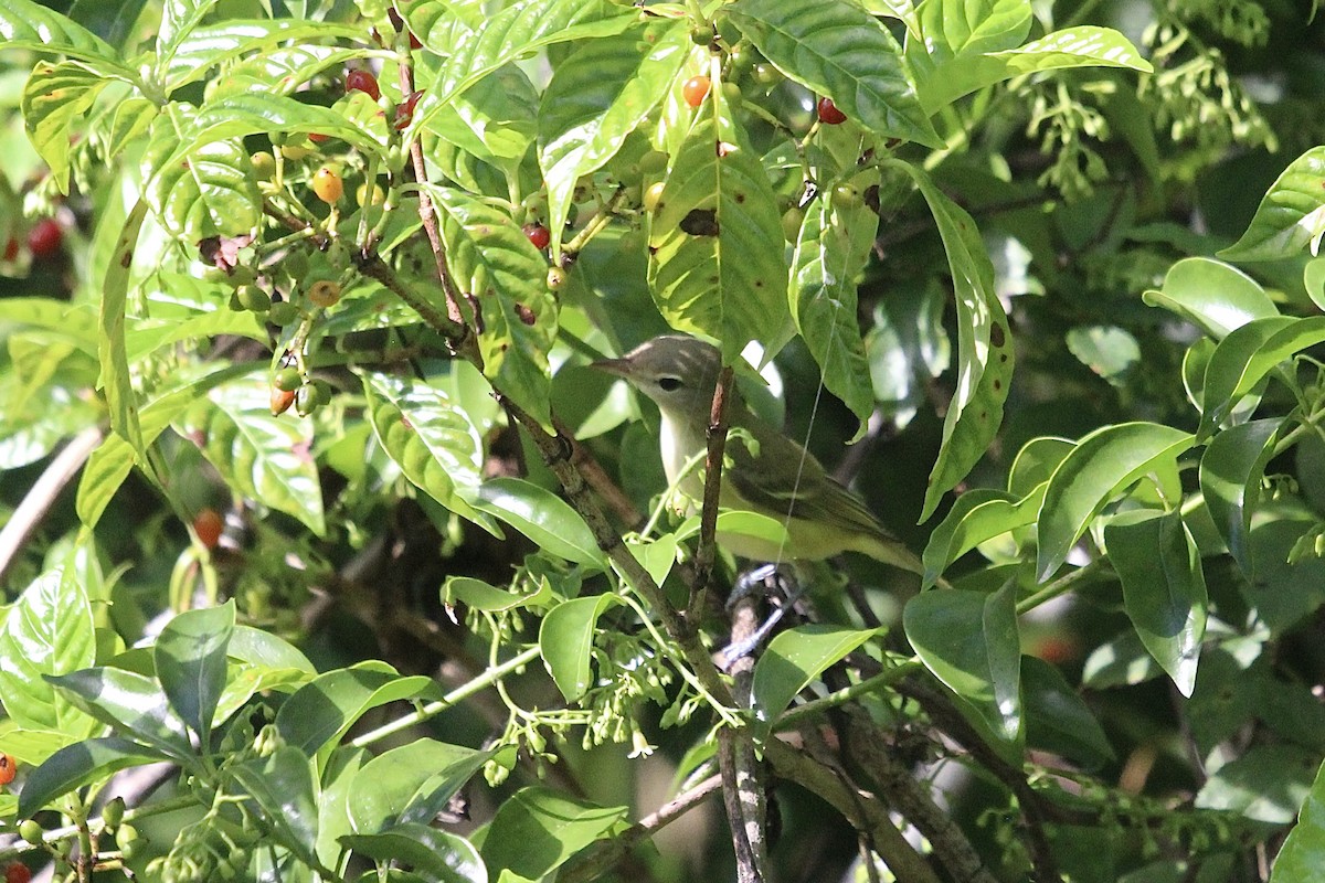 ベルモズモドキ（bellii／medius） - ML643380197