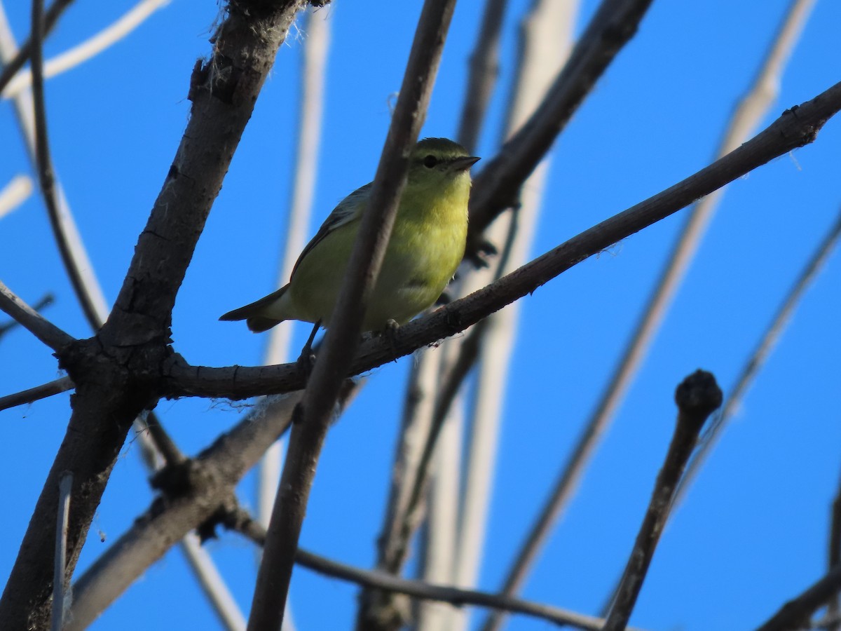 Tennessee Warbler - ML643380200