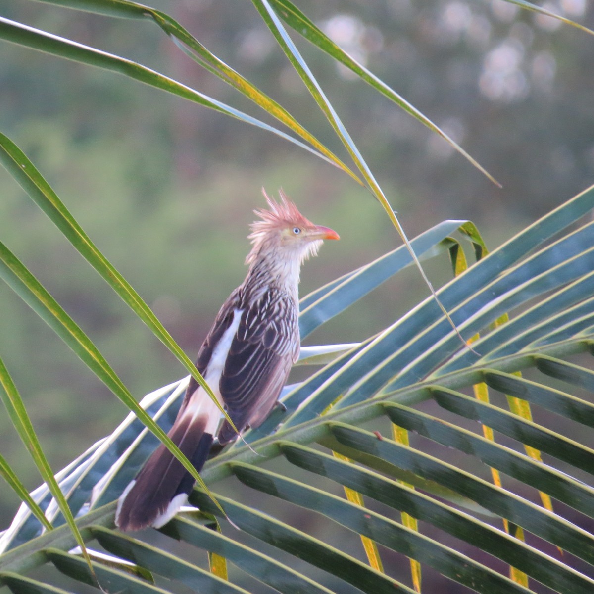 Guira Cuckoo - ML643380207