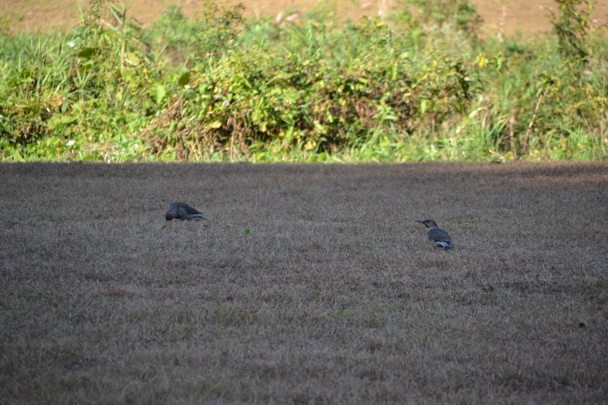 datel zlatý - ML643380227