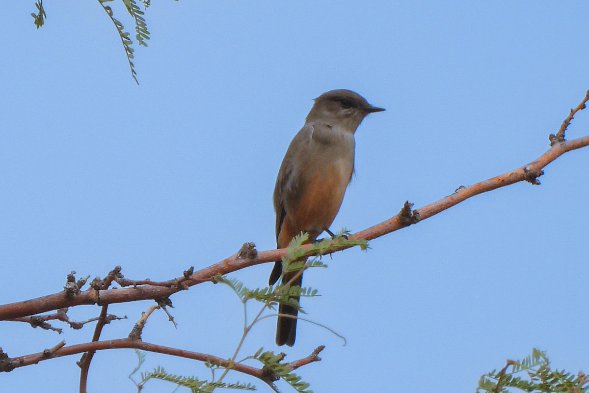 Say's Phoebe - ML643380234