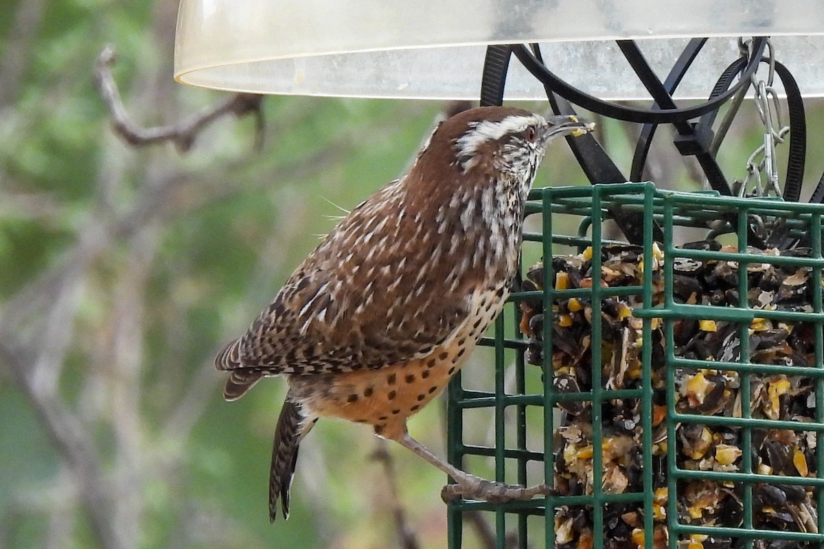 Cactus Wren - ML643380239