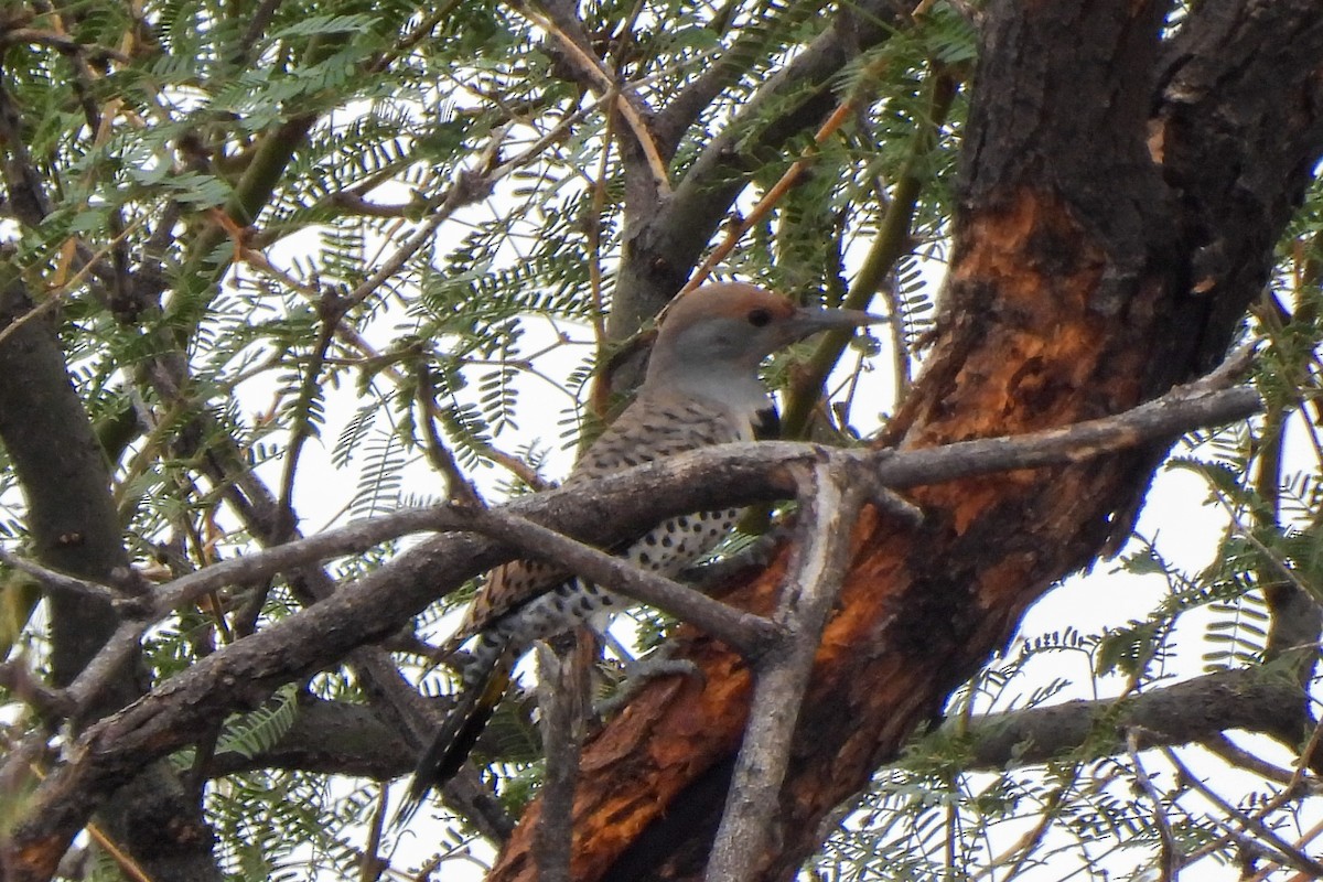 Gilded Flicker - ML643380254