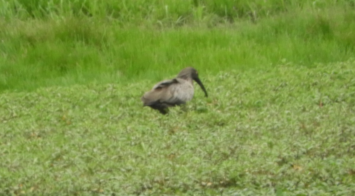 Plumbeous Ibis - ML643380264
