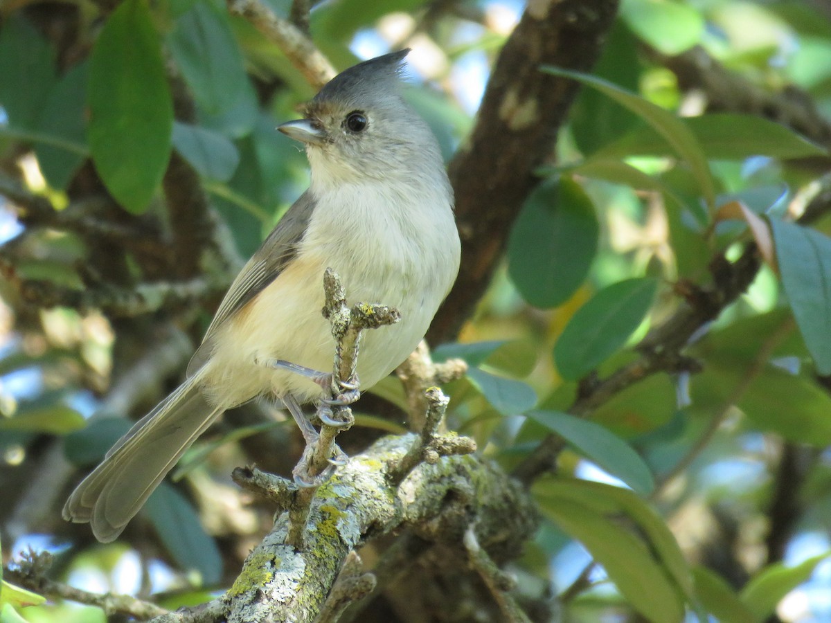 Tufted x Black-crested Titmouse (hybrid) - ML643380266