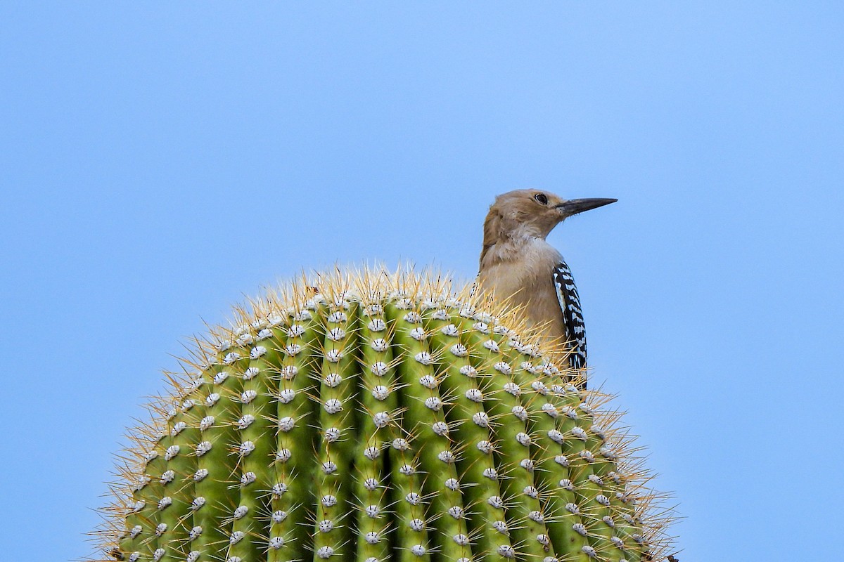 Gila Woodpecker - ML643380271