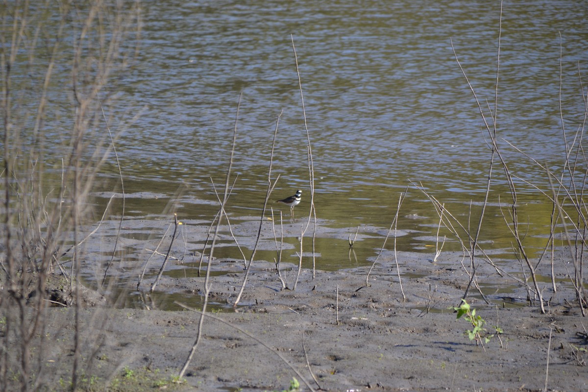 kulík rezavoocasý - ML643380291