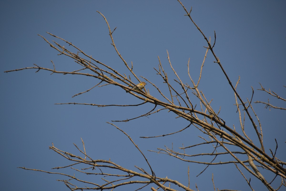 lesňáček žlutoskvrnný (ssp. coronata) - ML643380310