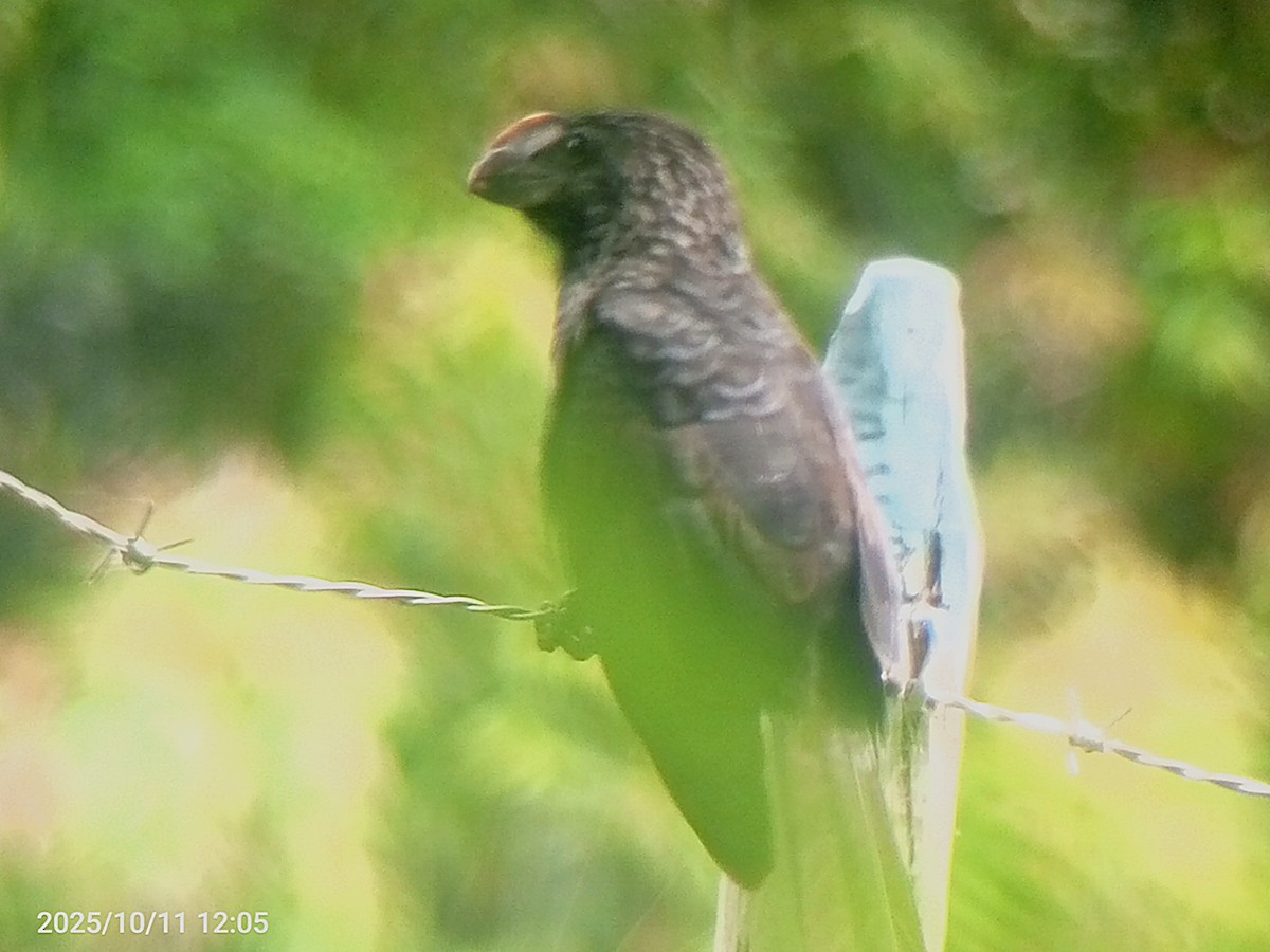 Smooth-billed Ani - ML643380316
