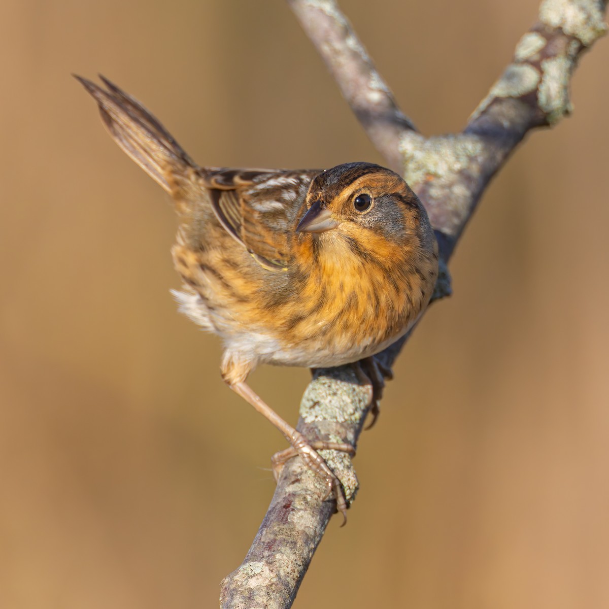 Nelson's Sparrow - ML643380321