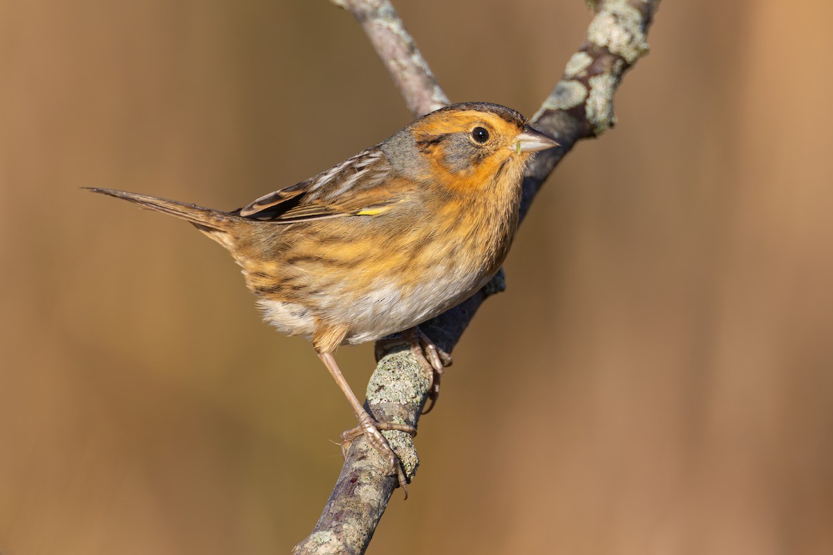 Nelson's Sparrow - ML643380322