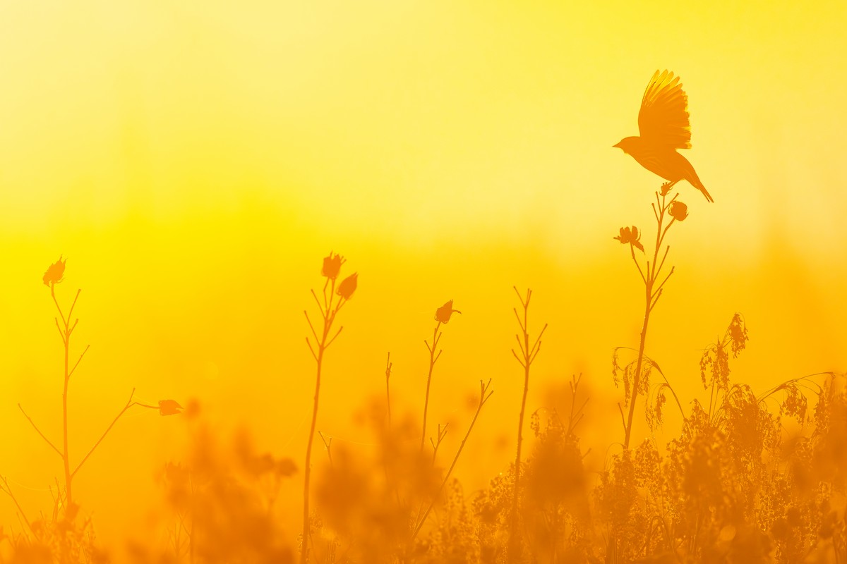 Red-winged Blackbird - ML643380327