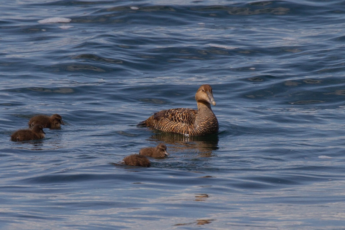 Common Eider (Dresser's) - ML643380328