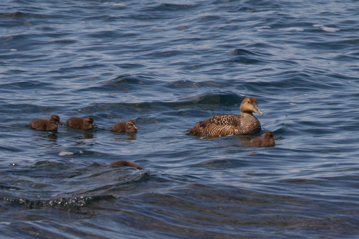 Common Eider (Dresser's) - ML643380334