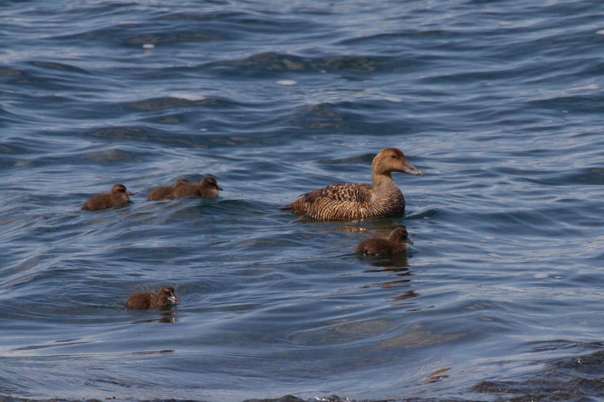 Common Eider (Dresser's) - ML643380336