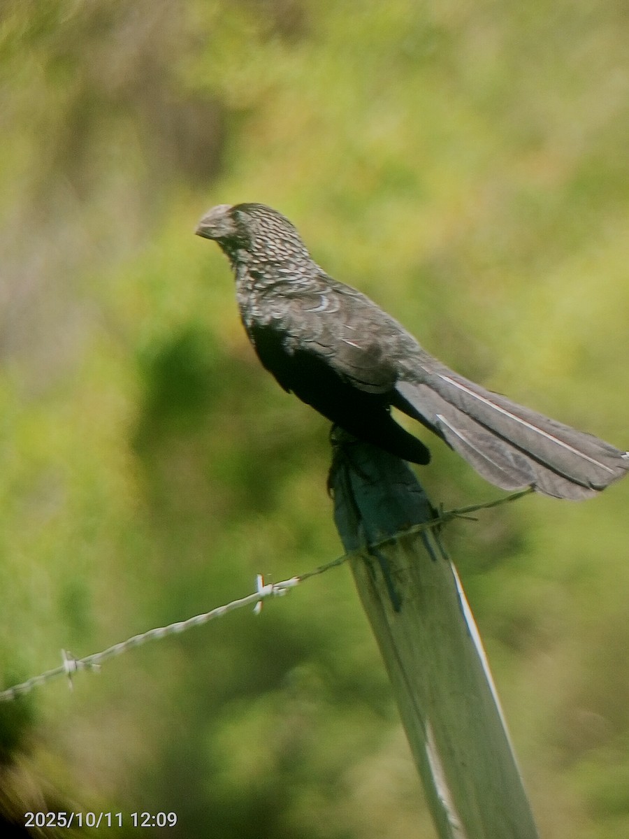 Smooth-billed Ani - ML643380341