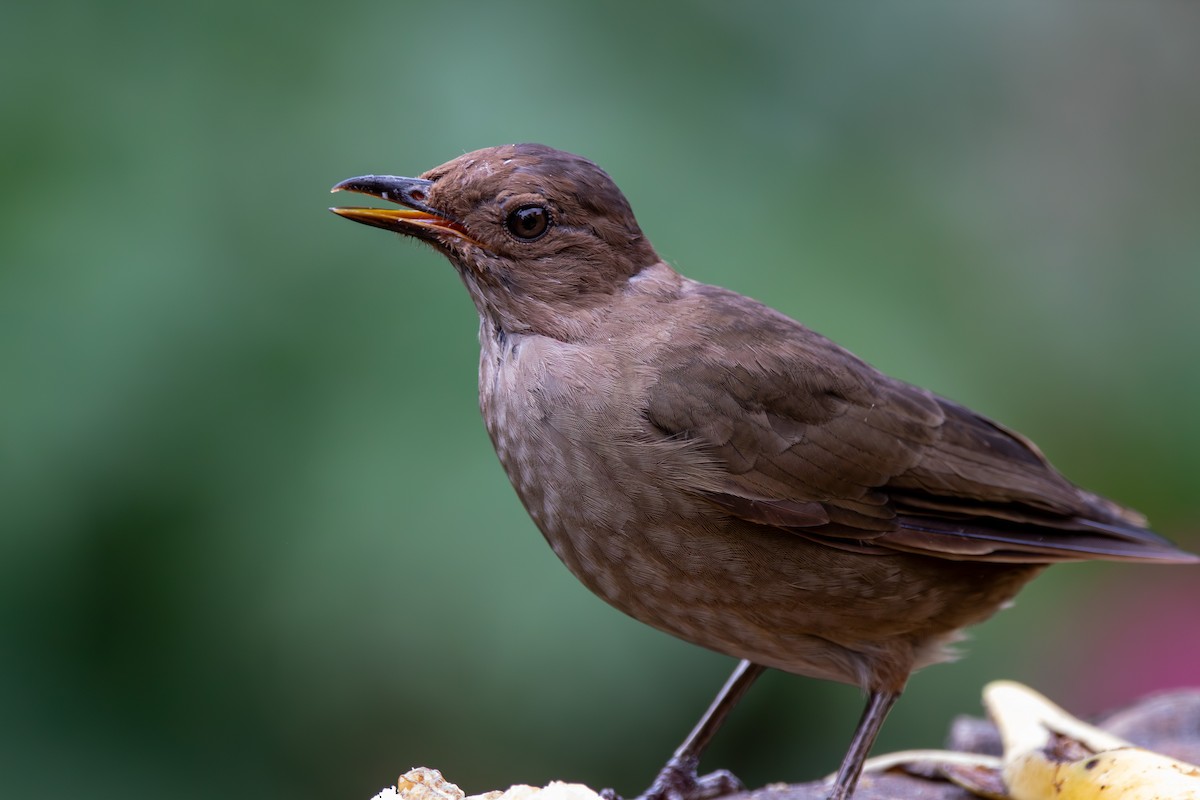 Mountain Thrush - ML643380365