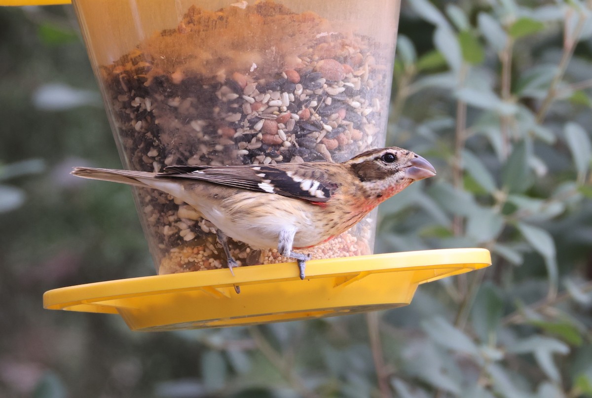 Rose-breasted Grosbeak - ML643380366