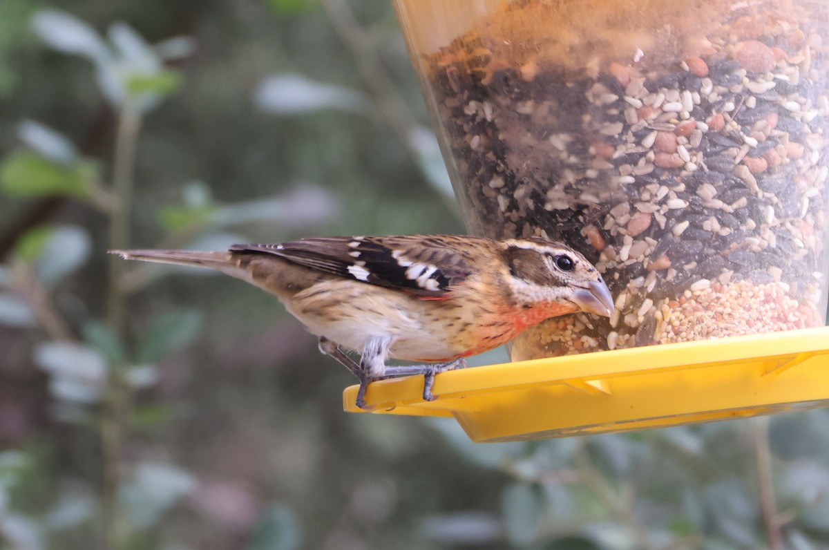 Rose-breasted Grosbeak - ML643380367