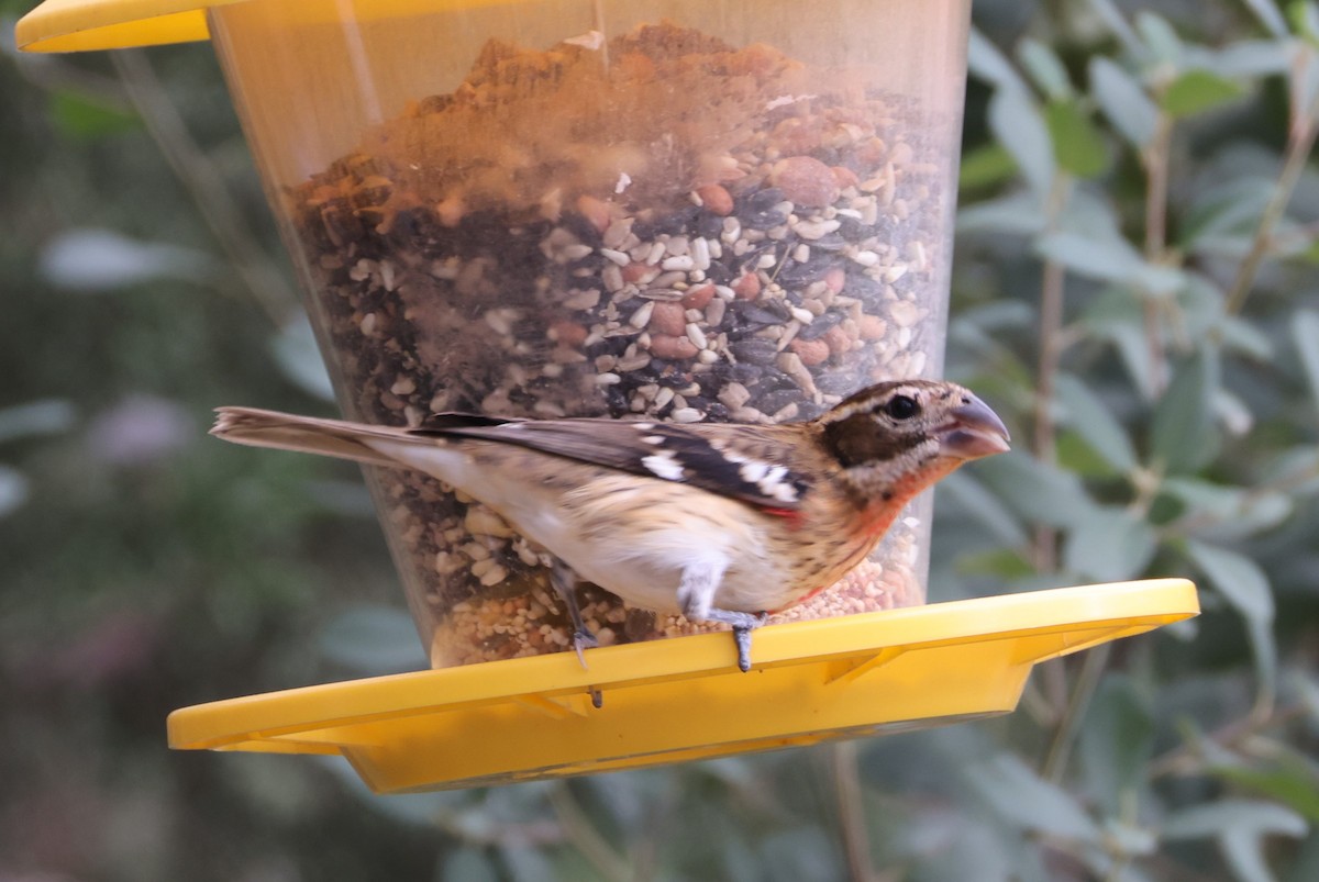 Rose-breasted Grosbeak - ML643380368