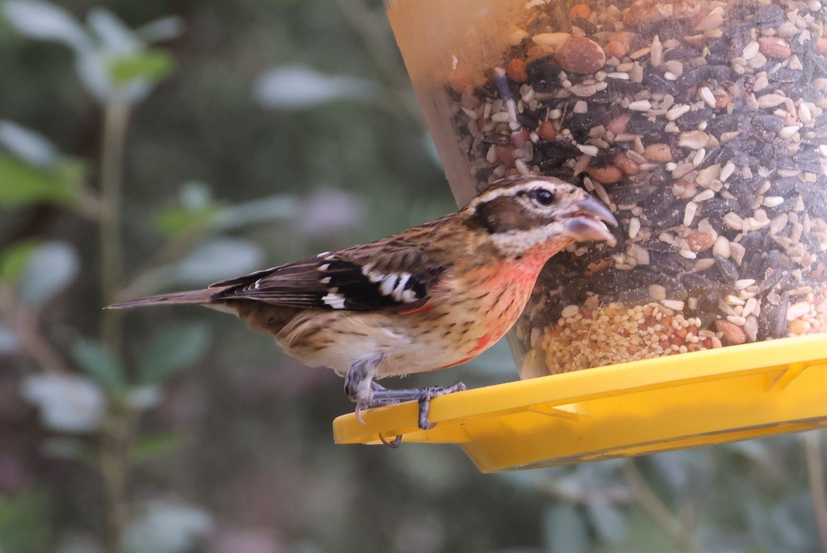 Rose-breasted Grosbeak - ML643380369