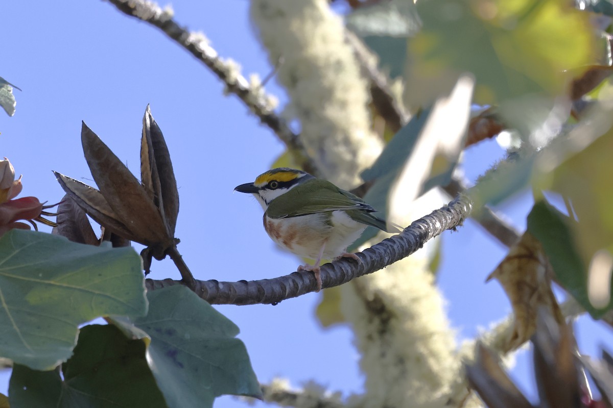 Chestnut-sided Shrike-Vireo - ML643380379