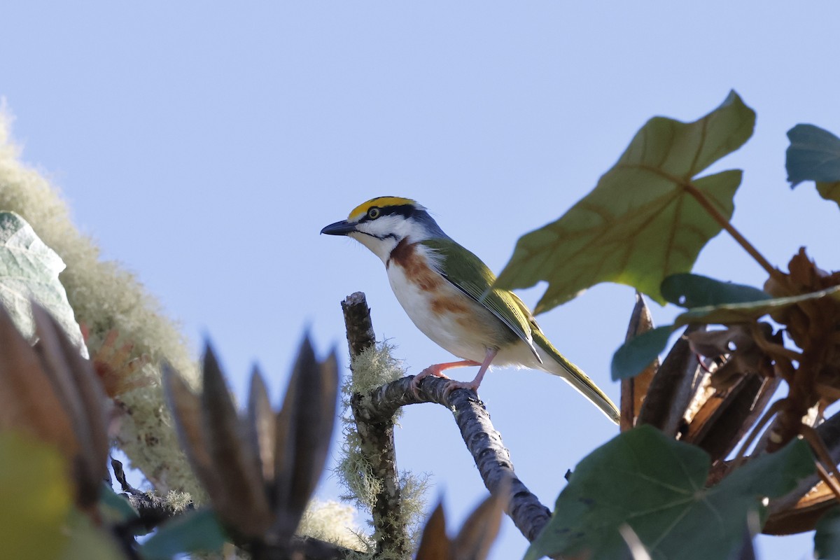 Chestnut-sided Shrike-Vireo - ML643380380