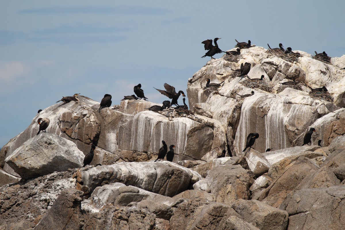 Double-crested Cormorant - ML643380419