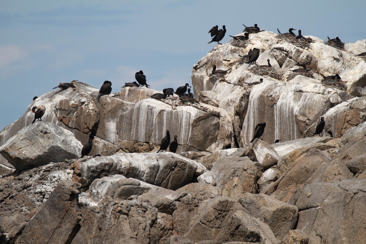 Double-crested Cormorant - ML643380428