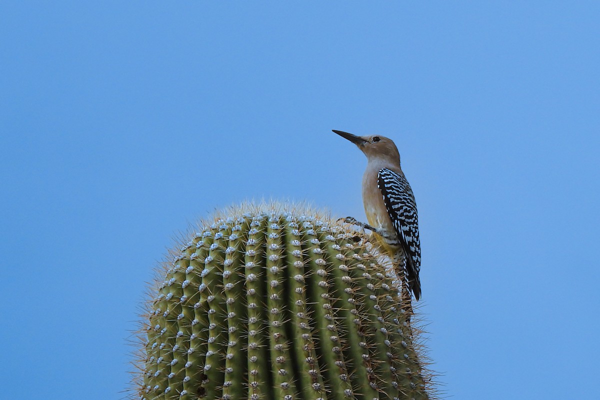 Gila Woodpecker - ML643380433