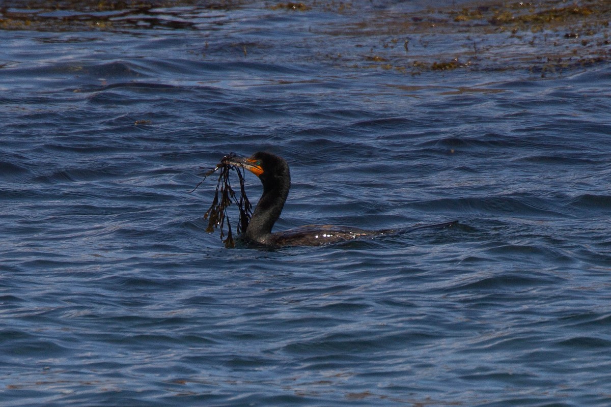Double-crested Cormorant - ML643380435