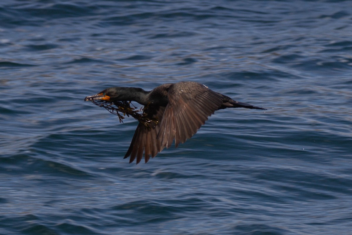 Double-crested Cormorant - ML643380436