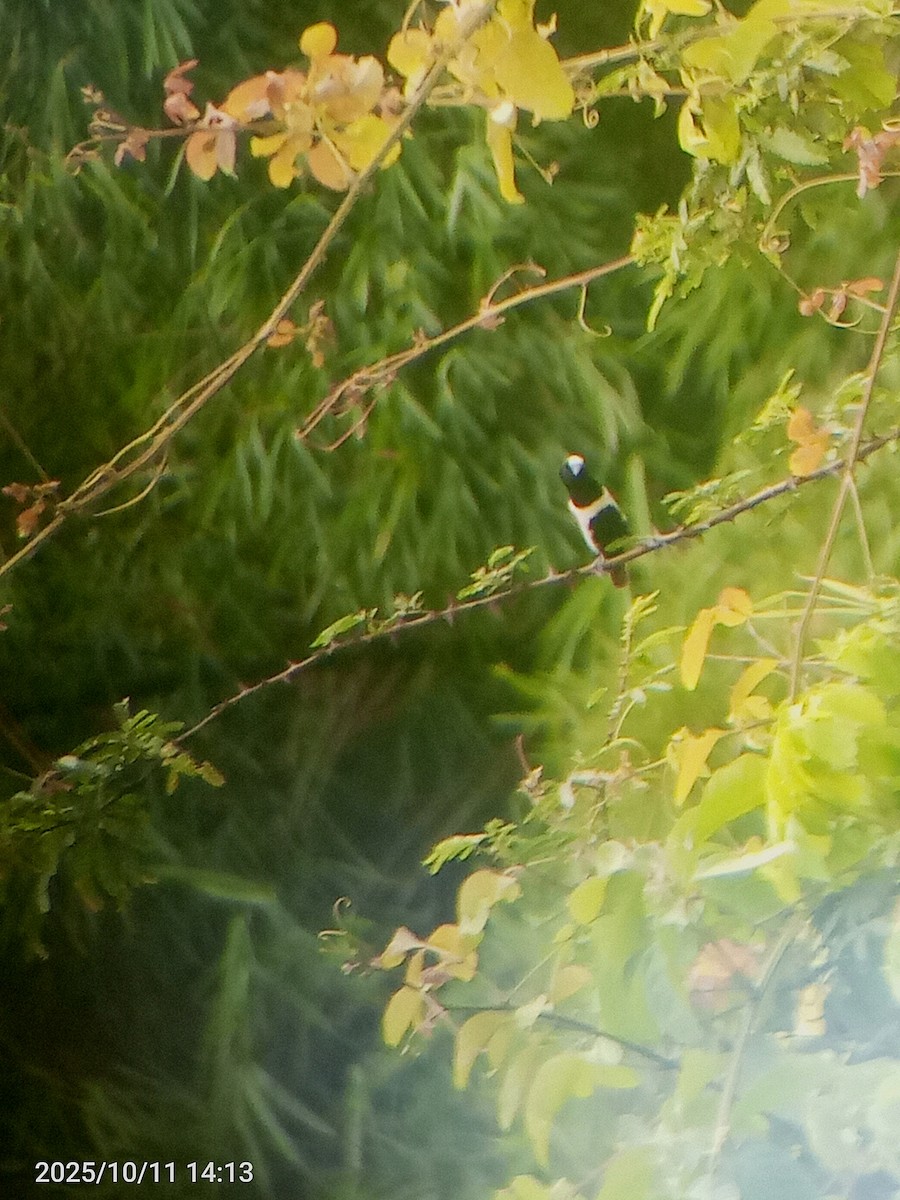 Tricolored Munia - ML643380438