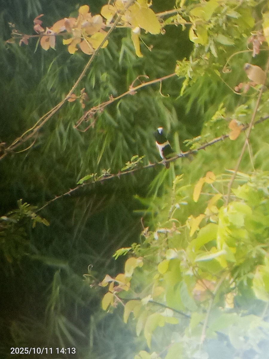 Tricolored Munia - ML643380440