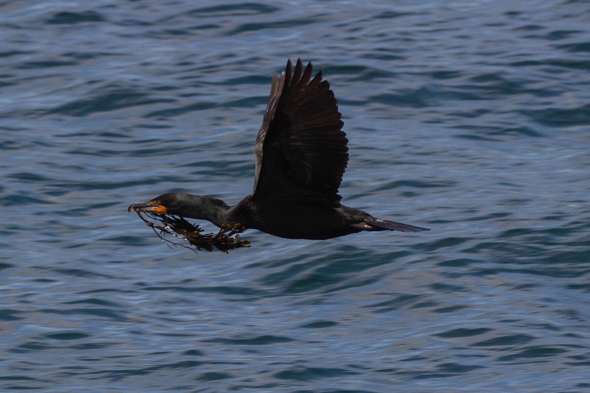Double-crested Cormorant - ML643380441