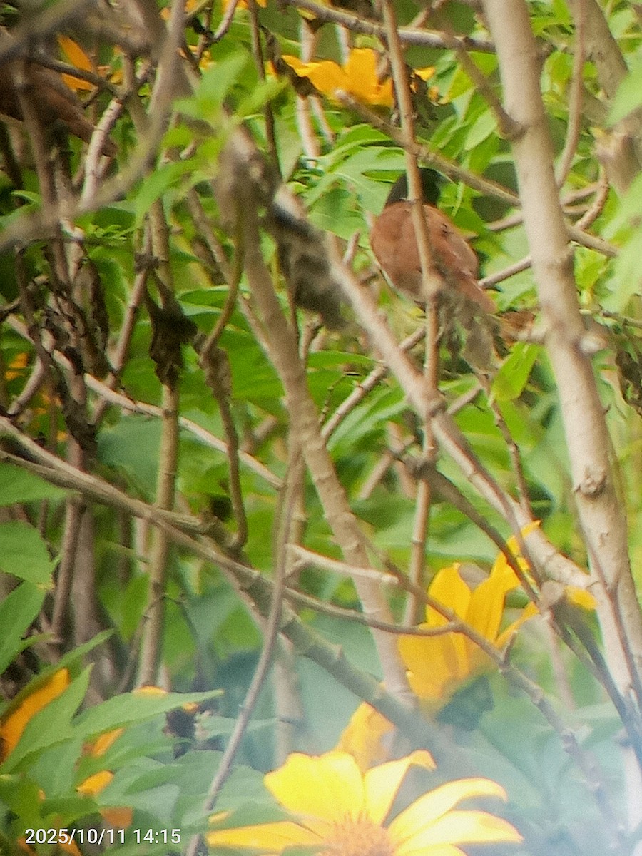 Tricolored Munia - ML643380442