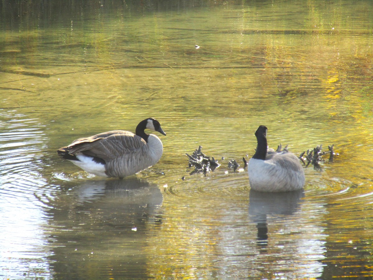 Канад галуу - ML643380446