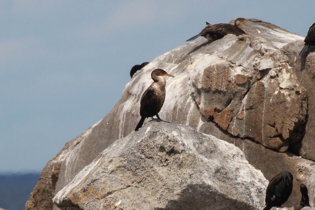 Double-crested Cormorant - ML643380456