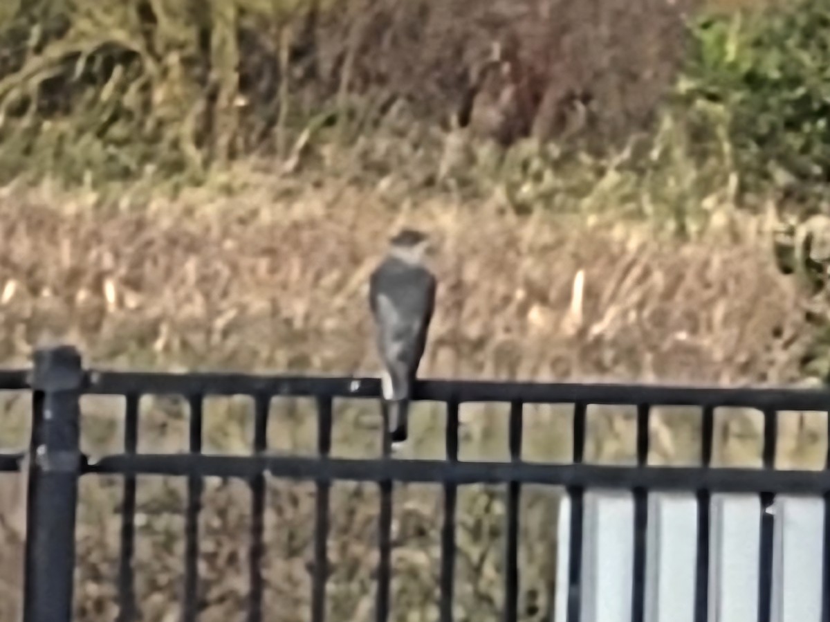 Cooper's Hawk - ML643380458