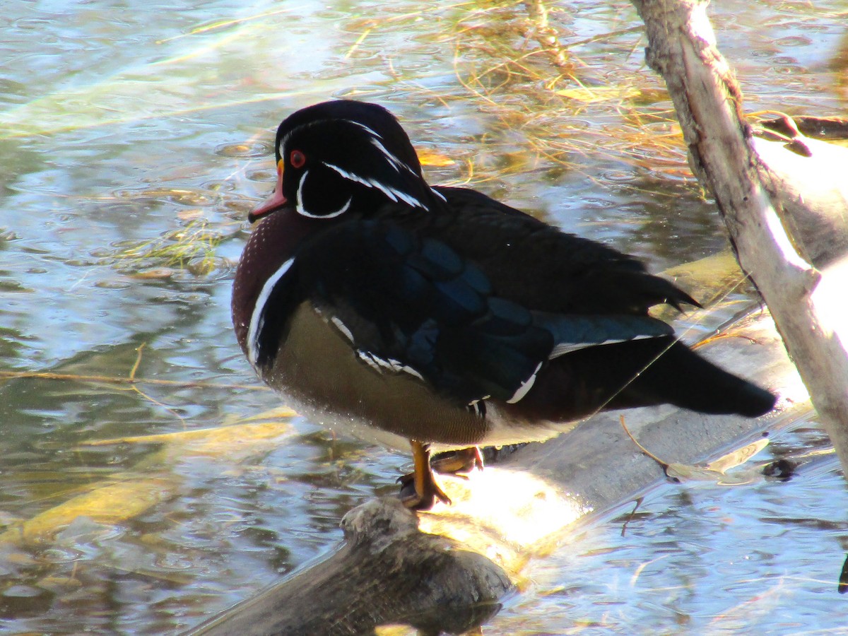 Wood Duck - ML643380462