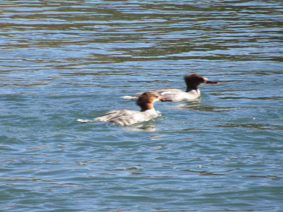 Хумхин бохио - ML643380474