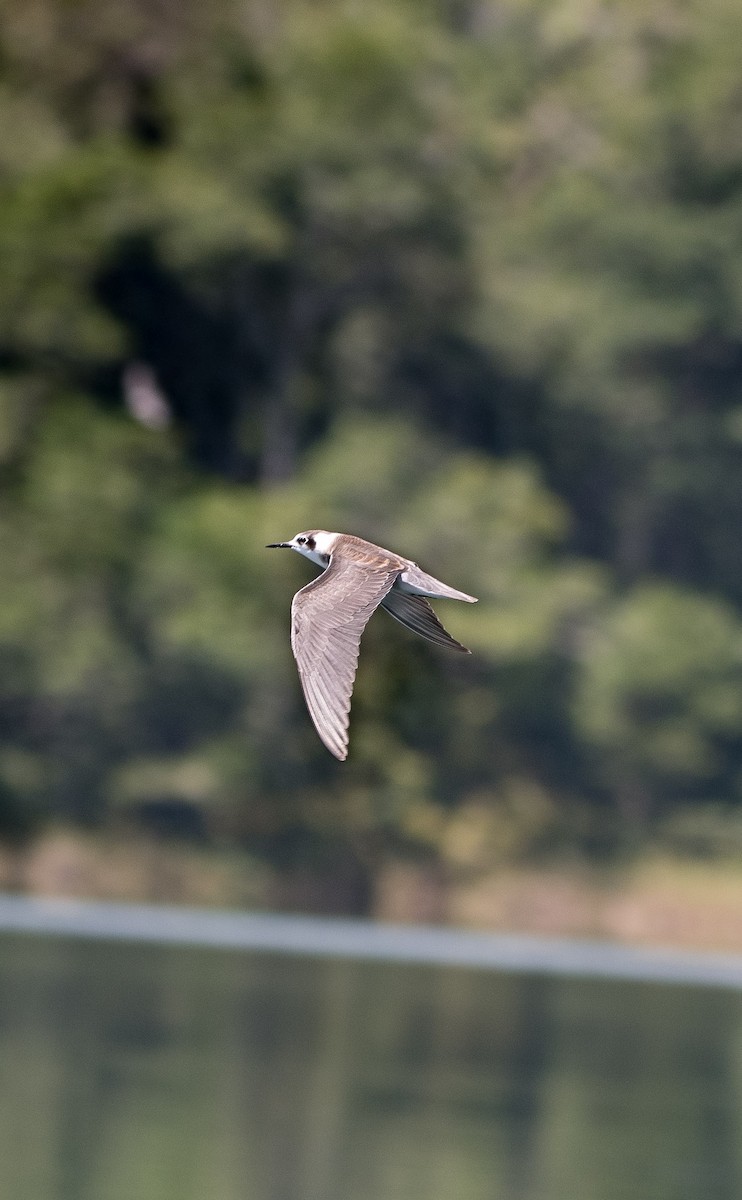 Black Tern - ML643380475