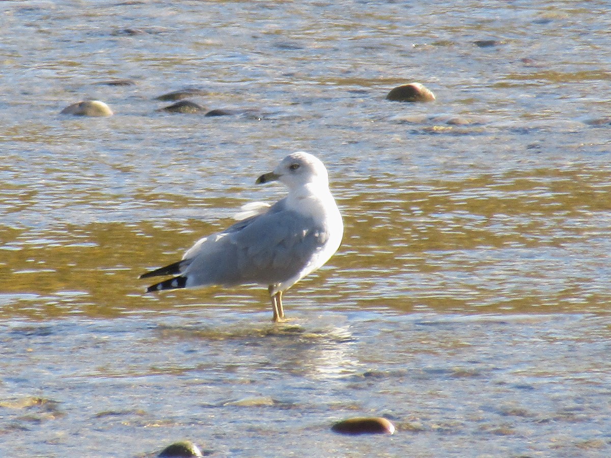 Ring-billed Gull - ML643380490