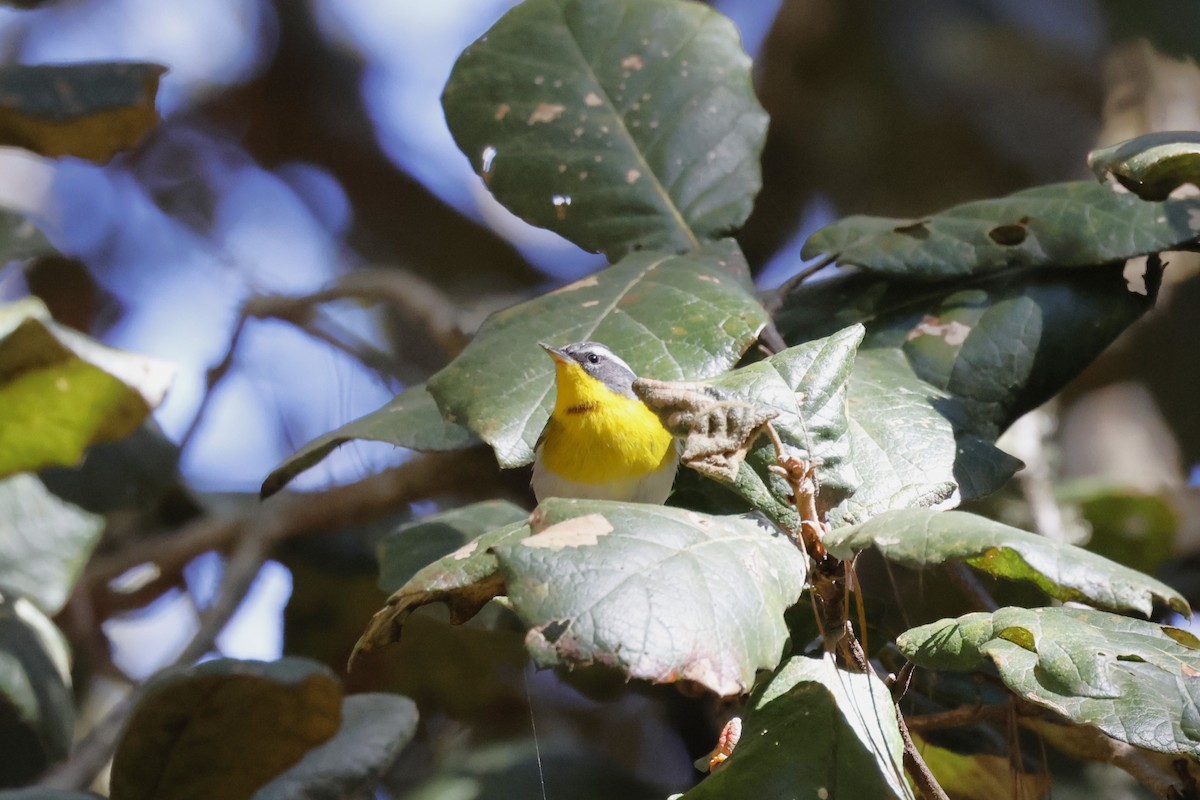 Crescent-chested Warbler - ML643380491