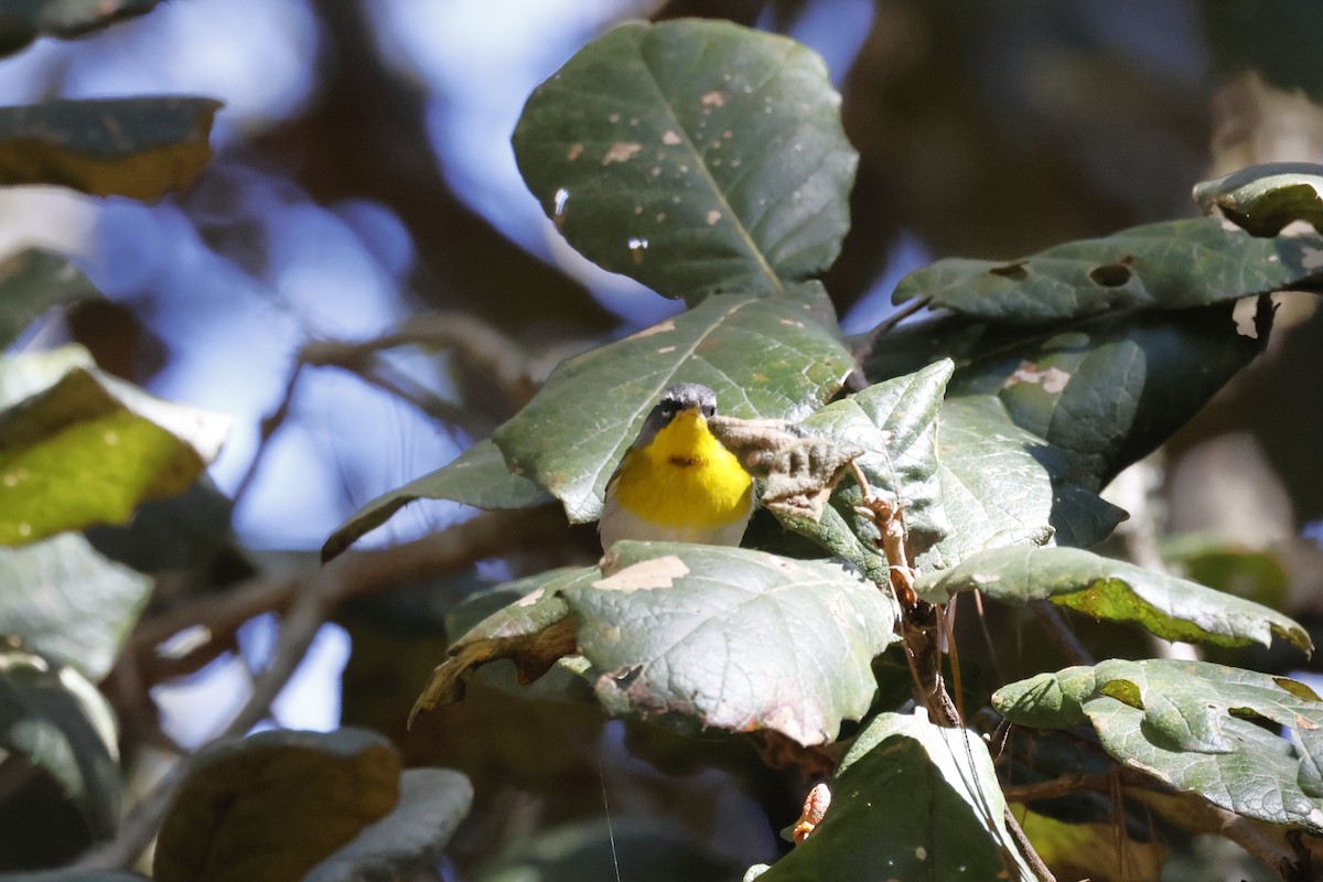 Crescent-chested Warbler - ML643380492