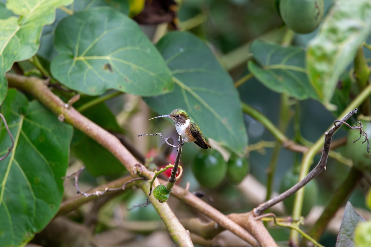 Volcano Hummingbird - ML643380503