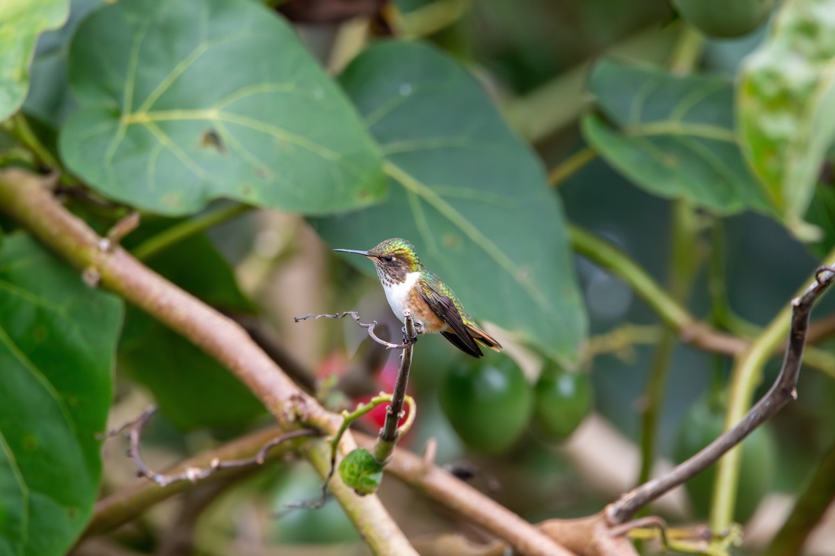 Volcano Hummingbird - ML643380504