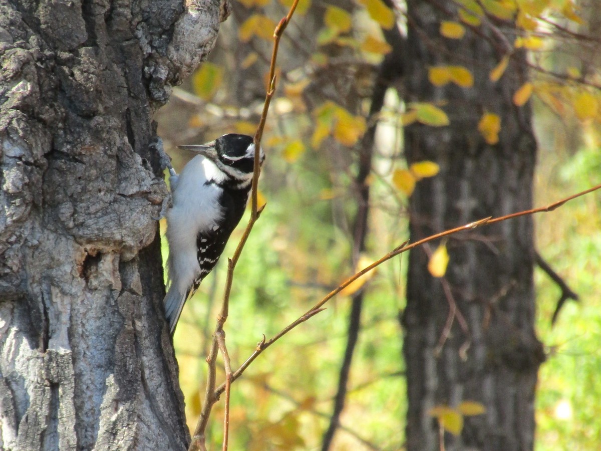 Hairy Woodpecker - ML643380514
