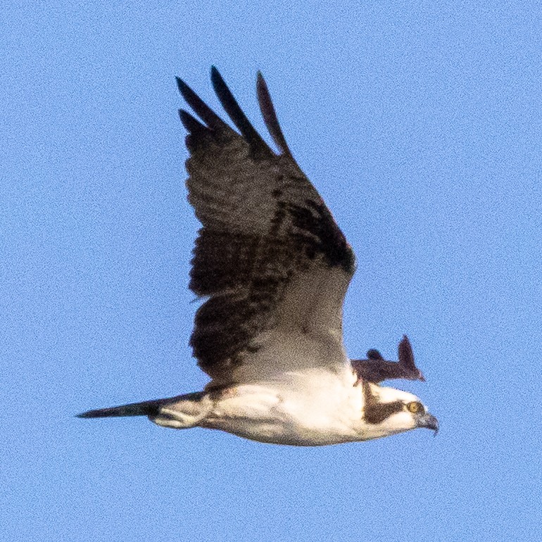 ミサゴ - ML643380518
