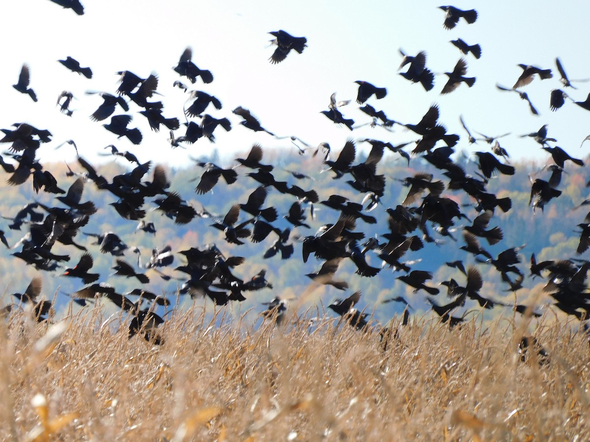 Common Grackle - ML643380528